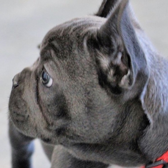 Meet your Posher, Tsengel - Picture 1 of 1